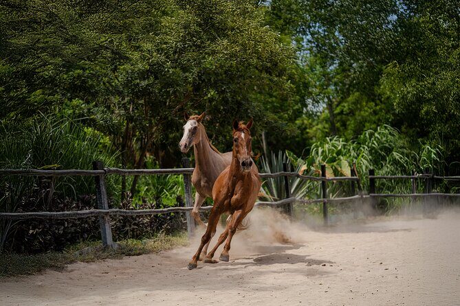 Horseback Riding and Cenote Swim from Cancun or Playa del Carmen - The Sum Up