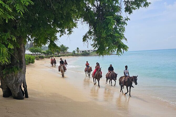 Horseback Riding at Hawksbill Beach in Five islands Antigua - What to Expect from the Tour