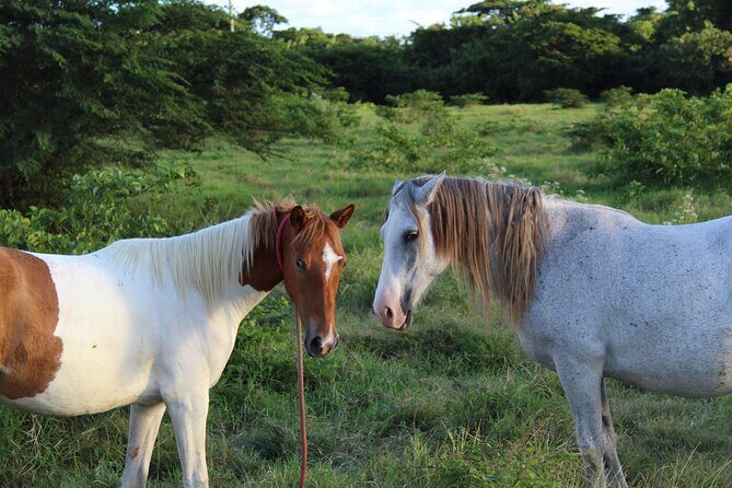 Horseback Riding Experience - Practical Tips for Future Participants