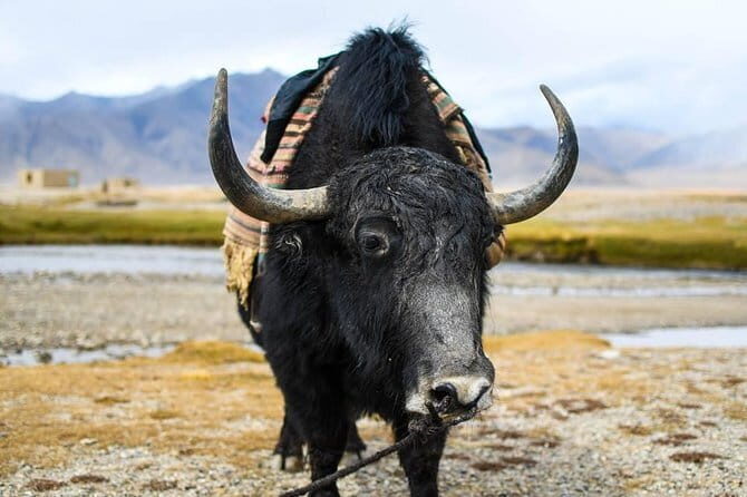Horseback Riding in Alay Valley - Practical Considerations