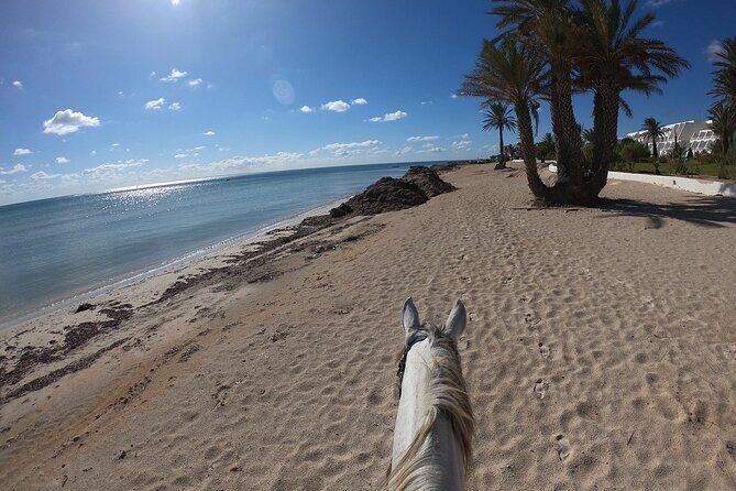 Horseback Riding in Djerba Lagoon - The Practicalities: Transportation and Group Size