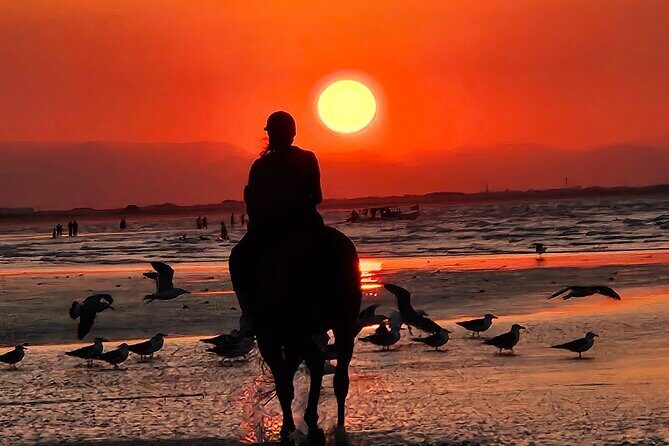 Horseback Riding Muscat Beach - Why This Tour Offers Great Value