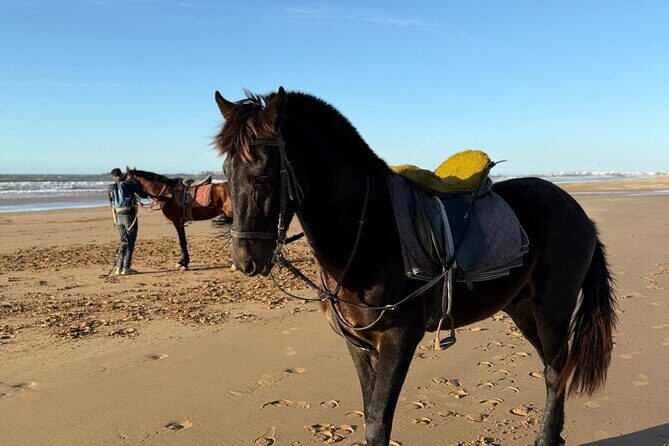 Horseback Riding On The Beach Of Essaouira - An Authentic Ride Along Essaouira’s Coast