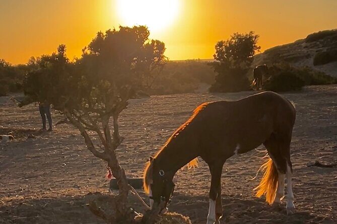 Horseback Riding On The Beach Of Essaouira - The Sum Up: Is It Worth It?