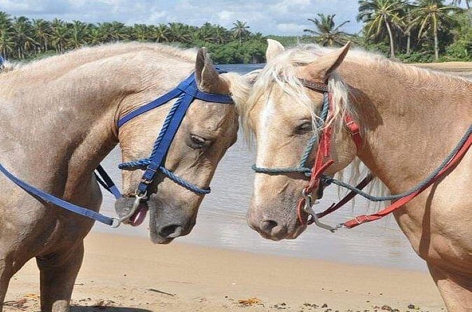 Horseback Riding to Maimon River from Punta Cana - Final Thoughts: Is This Tour Worth It?