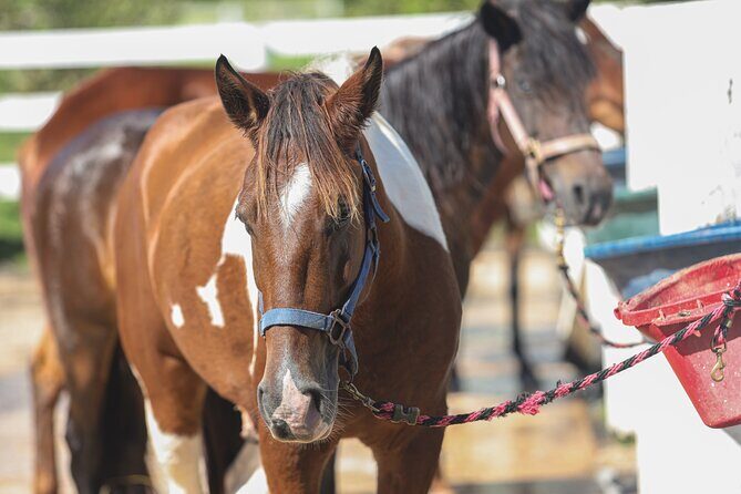 Horseback Riding Tour at Private Ranch - Practical Tips for Travelers
