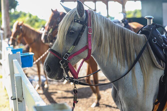Horseback Riding Tour at Private Ranch - What We Love and What to Consider