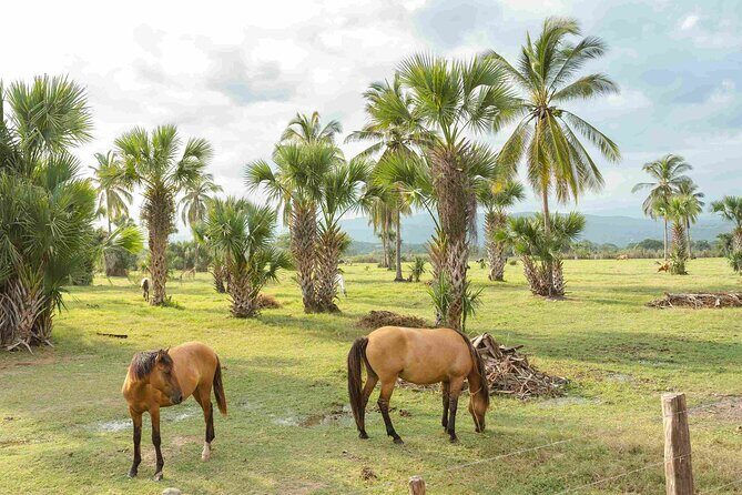 Horseback Riding Tour on the Beach in Puerto Escondido - The Sum Up