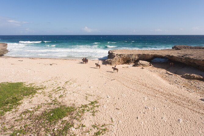 Horseback Riding Wariruri Beach Tour in Aruba - Key Points