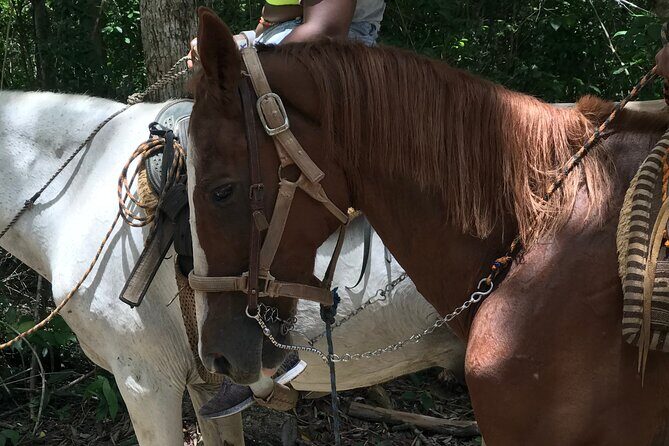 Horseback riding with ATV, zip lines and cenote, lunch and transfer - FAQ