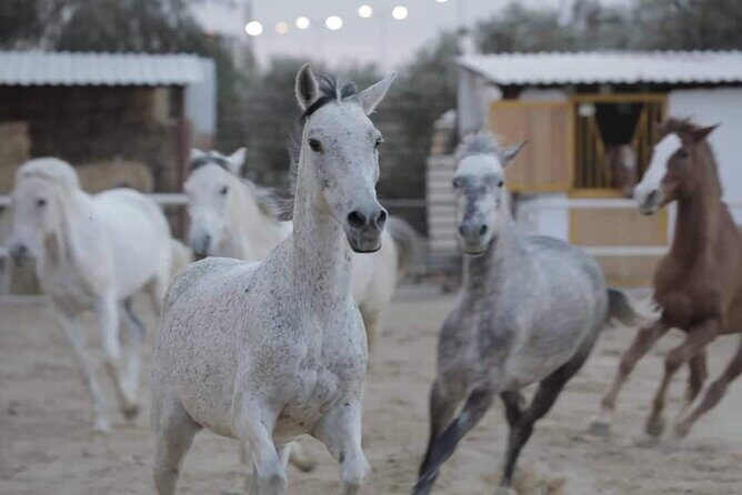 Horseback riding with private transfer - Introduction