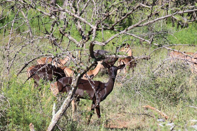 Horseback Safari Adventure in Hartbeespoort from Johannesburg - The Sum Up: Is This Tour for You?
