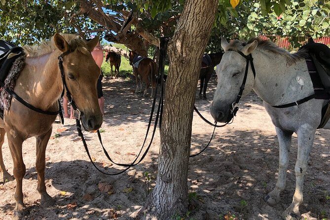 Horseback SPECIAL- Negrils Beach Ride N Swim with Free photos/videos - FAQs