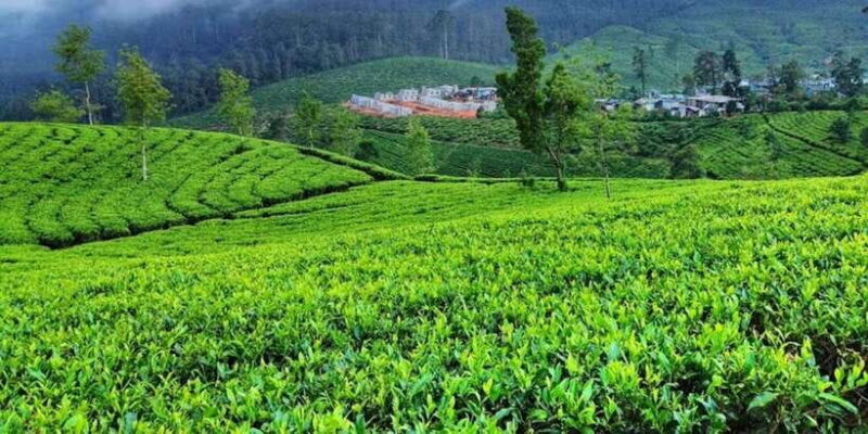 Horton plains: Discover real essence of central highland - The Sum Up: Who Will Love This Tour?