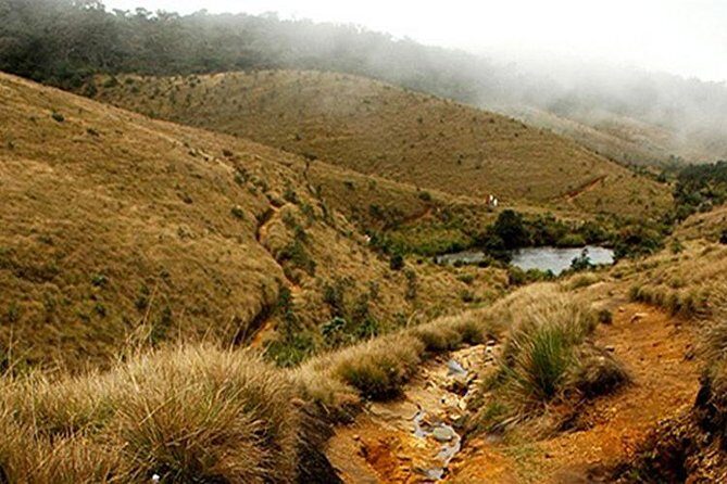Horton Plains-World's End Tour and Tea Factory Tour From Nuwaraeliya - Introduction: What to Expect from the Horton Plains-World’s End and Tea Factory Tour