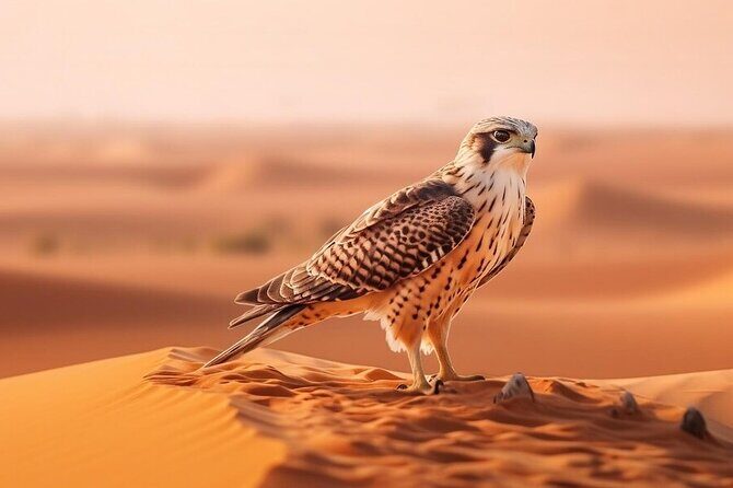 Hot air Balloon Dubai Magical Morning Without Breakfast - Price and Value