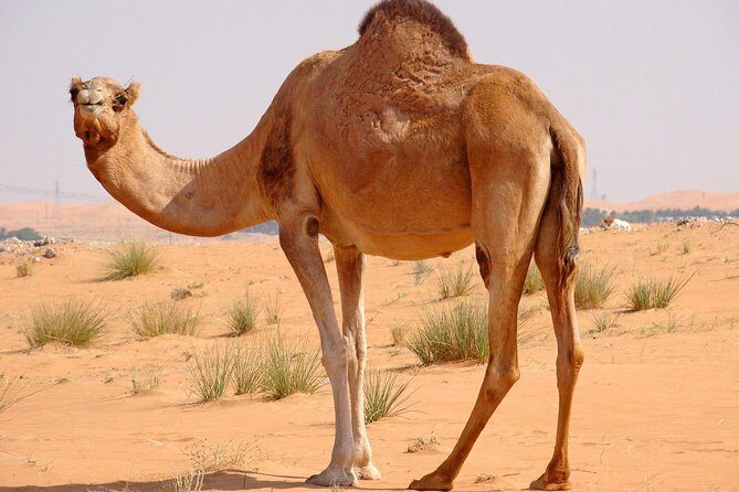 Hot Air Balloon Premium ,Camel Horse Ride,Dune Bashing ,Quad Bike - FAQ