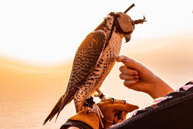 Hot Air Balloon Ride & In-flight Falcon Show including Transfers - Final Thoughts: Who Should Book This?