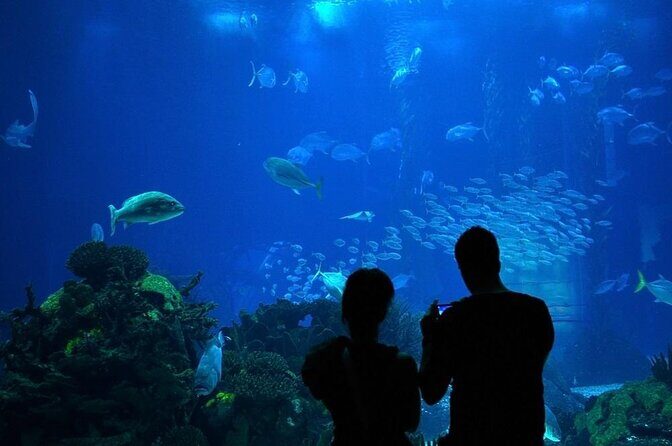 Houston City Tour and Downtown Aquarium All Rides Pass - Key Points