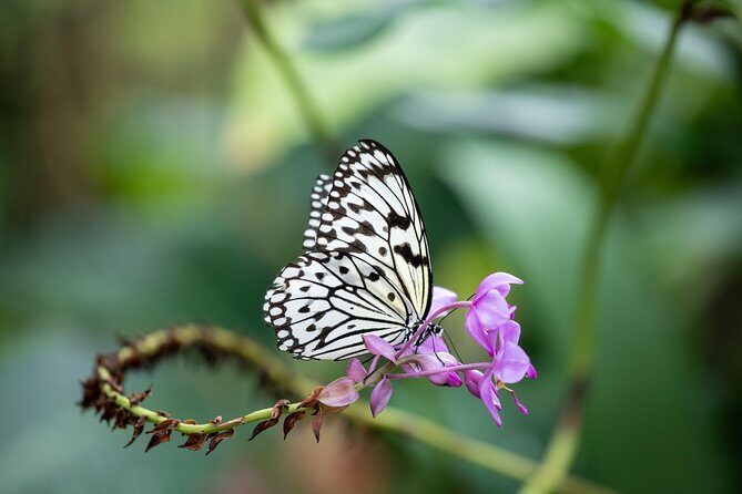 Houston Museum of Natural Science and Cockrell Butterfly Center - FAQ
