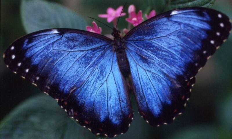 Houston Museum of Natural Science: Cockrell Butterfly Center - An In-Depth Look at the Cockrell Butterfly Center