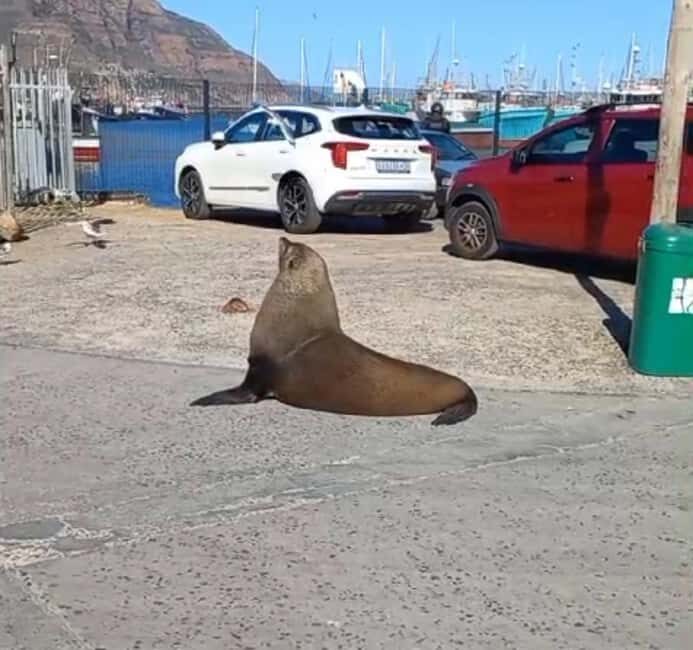 Hout Bay: Seal Island Boat Trip with World of birds visit - Key Points
