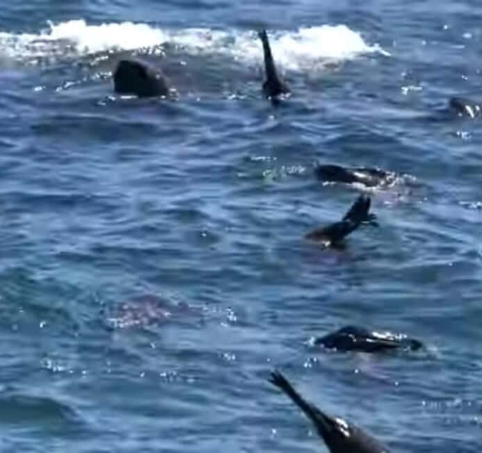 Hout Bay: Seal Island Boat Trip with World of birds visit - The World of Birds: A Bird Enthusiast’s Paradise