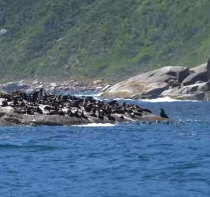 Hout Bay: Seal Island Boat Trip with World of birds visit - Practical Details: What You Need to Know