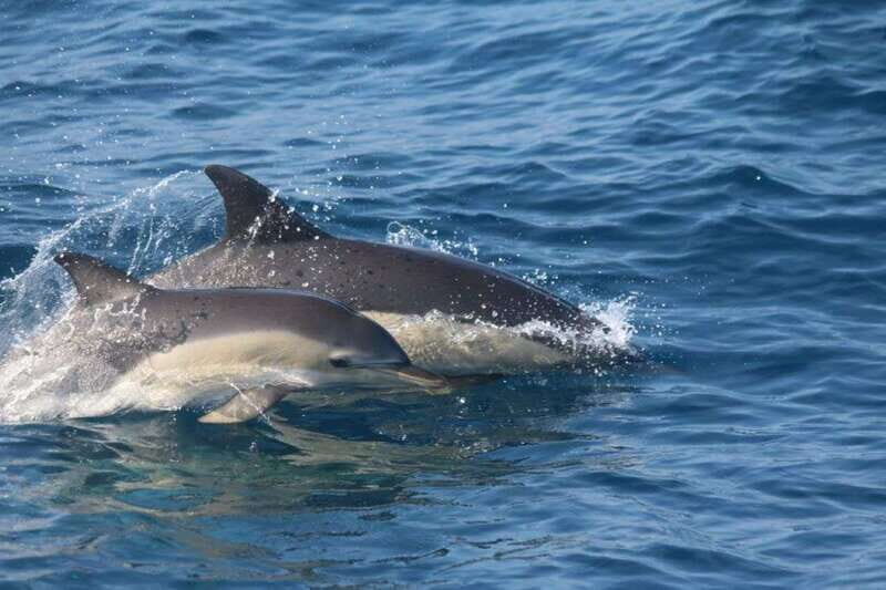 Huatulco: Awakening with Stars Dolphins Boat Cruise - Who Should Consider This Tour?