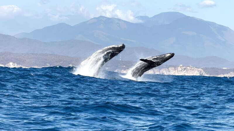 Huatulco: Awakening with Stars Dolphins Boat Cruise - Final Thoughts
