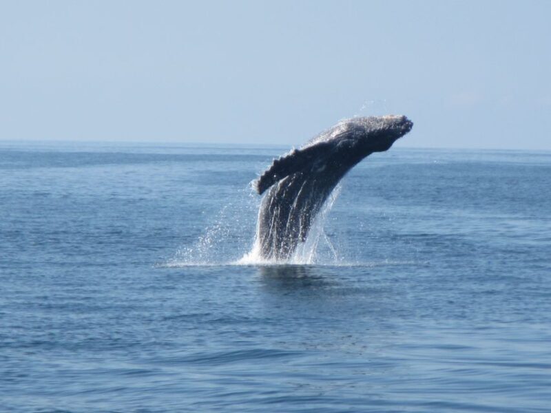 Huatulco: Bays Boat Tour with Snorkeling and Hotel Pickup - Who Would Love This Tour?