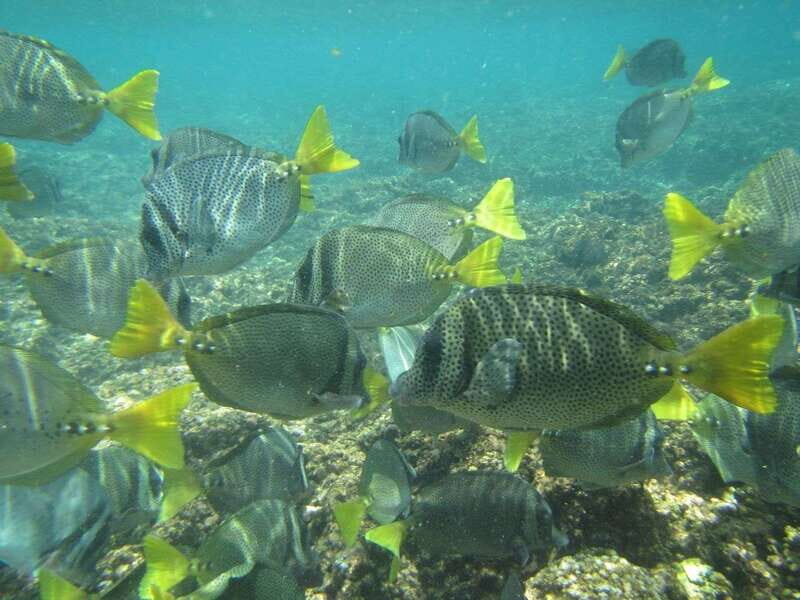 Huatulco: Bays Boat Tour with Snorkeling and Hotel Pickup - Frequently Asked Questions