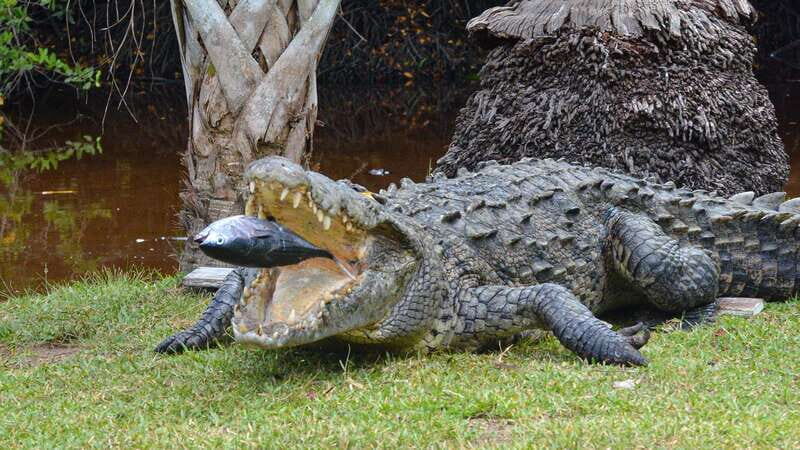 Huatulco: Ecotour with Crocodiles & migrating birds - Visiting Mazunte: Coastal Views & Blue Crabs
