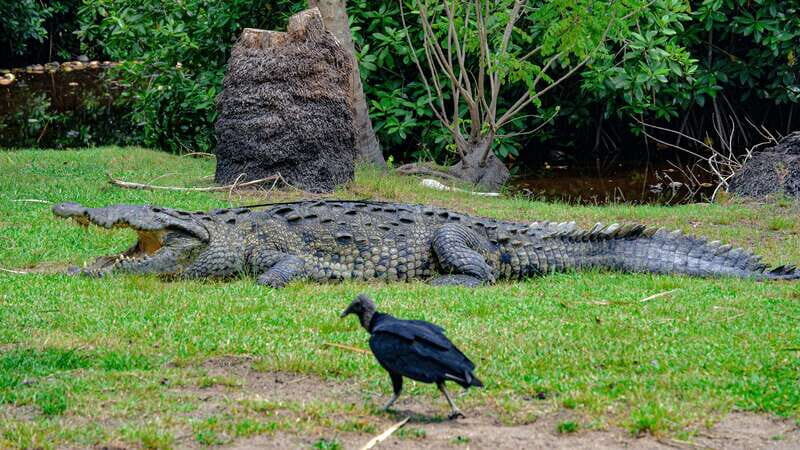 Huatulco: Ecotour with Crocodiles & migrating birds - Zipolite Beach: Sun, Sand, and Relaxation