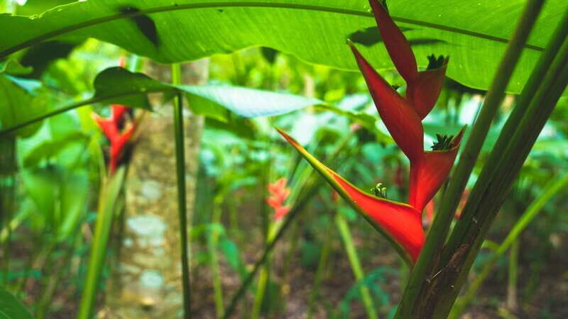 Huatulco: Nature Park with Fruit Tasting & Optional Zipline - FAQ