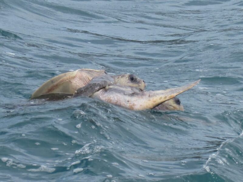 Huatulco: Premium Boat Tour with snorkel experience. - The Real Value of the Tour