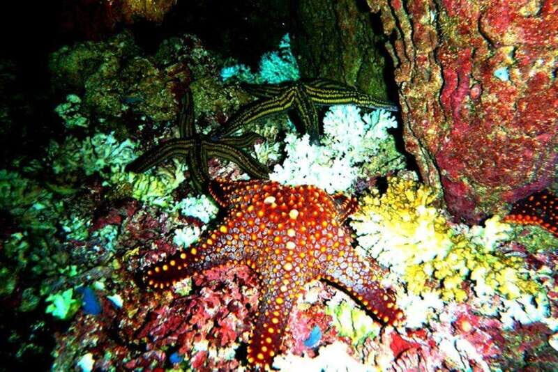 Huatulco: Premium Family Snorkeling Experience - Details and Logistics: What You Need to Know