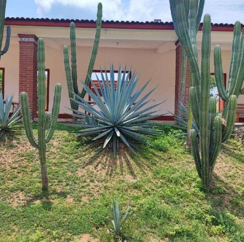 Huatulco: Private Mezcal Factory Experience - A Personal Look at the Huatulco Private Mezcal Tour