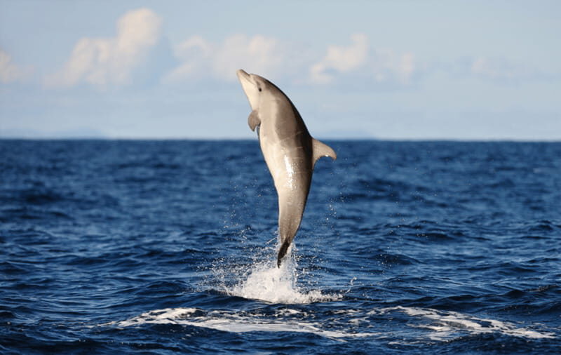 Huatulco: Sunrise Dolphin Watching with Beach Visit - Key Points