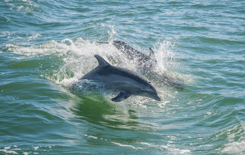 Huatulco: Sunrise Dolphin Watching with Beach Visit - Authentic Experiences and Traveler Insights