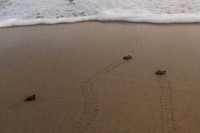 Huatulco: Unique Turtle Sanctuary & Sunset Experience - Who Will Love This Tour?