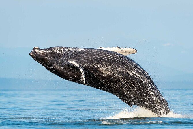 Huatulco Whale & Dolphin Adventures - Key Points