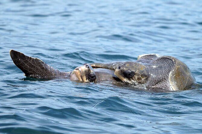 Huatulco Whale & Dolphin Adventures - An Inside Look at Huatulco Whale & Dolphin Adventures