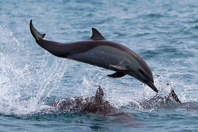 Huatulco Whale & Dolphin Adventures - Who Should Book This Tour?