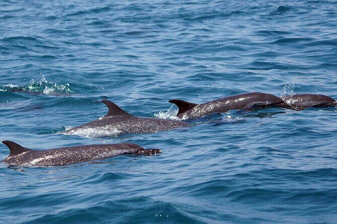 Huatulco Whale & Dolphin Adventures - Final Thoughts