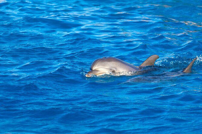 Hula Hula Island and Dolphin House with Snorkeling by Speedboat - The Sum Up