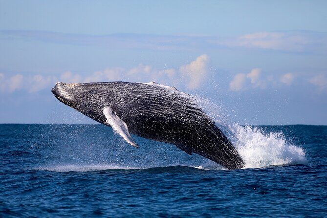 Humpback Whale Encounter Tour from Newcastle - Setting the Scene: What to Expect on the Tour