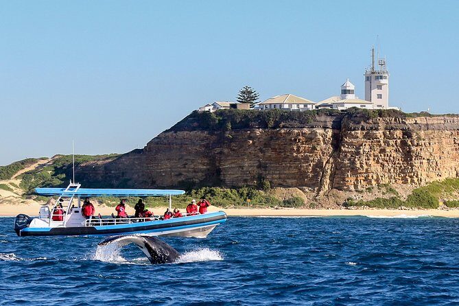 Humpback Whale Encounter Tour from Newcastle - What the Tour Includes