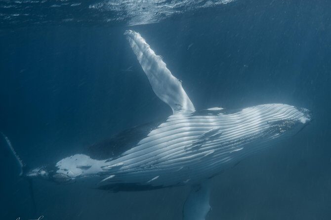Humpback Whale Safari - Key Points