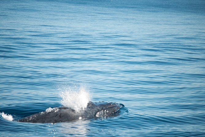 Humpback Whale Safari - An Honest Look at the Humpback Whale Safari Experience